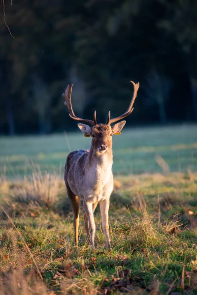 Een Close Schot Van Een Hert — Stockfoto