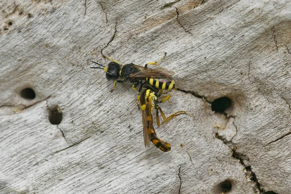 Closeup Field Digger Wasp Mellinus Arvensis Which Paralysed Long Hoverfly — Fotografia de Stock