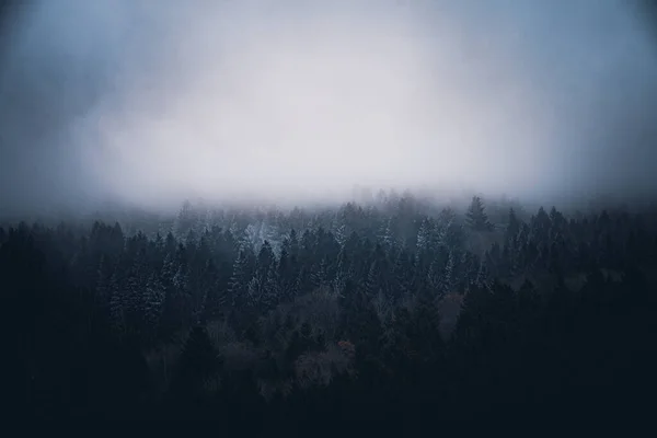 Wald Bayern Winter Mit Blauem Nebel Abend Mit Nebel Und — 스톡 사진
