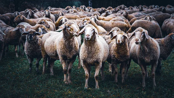 Troupeau Moutons Dans Une Prairie — Photo