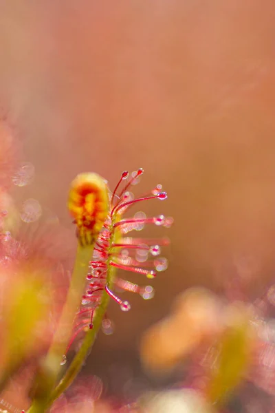 Soldagg Blomma Närbild Drosera Intermedia — Stockfoto