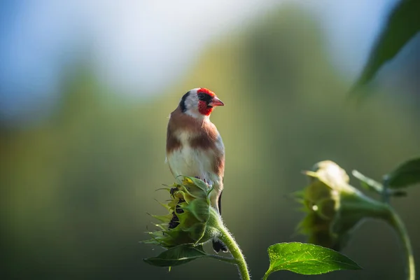 Saka Kuşu Ispinozun Bahçede Ayçiçeği Ararken Çekilmiş Fotoğrafları Saka Kuşu — Stok fotoğraf
