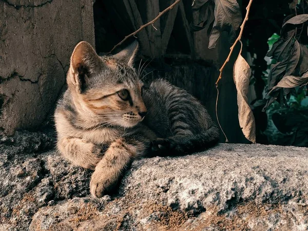 Kot Siedzi Kamieniu — Zdjęcie stockowe