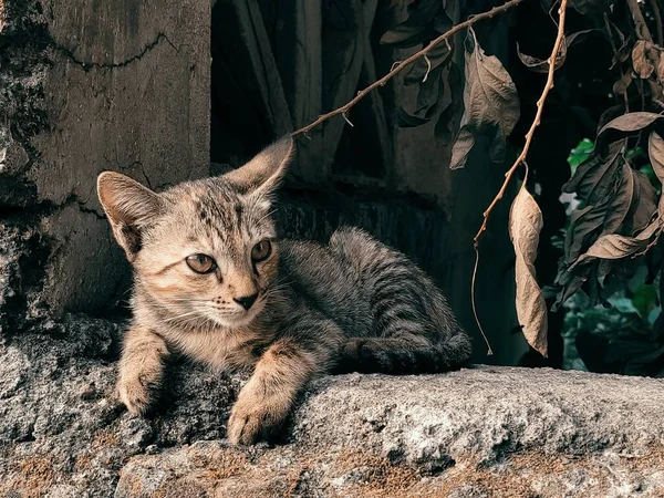 Gato Sentado Piedra — Foto de Stock
