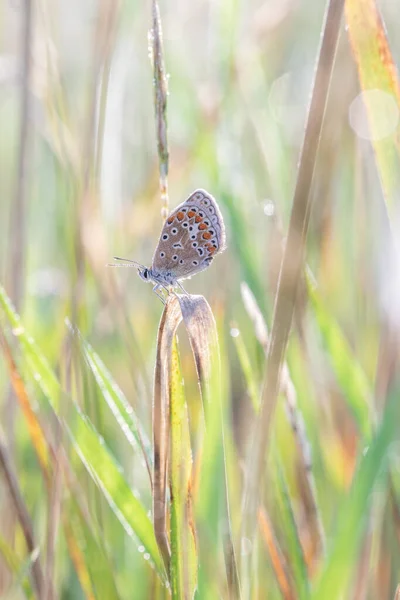 叶上常见的蓝色蝴蝶 多发性斑纹斑蝶 — 图库照片