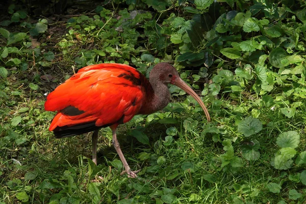 Closeup Gorgeous Colorfull Brilliant Red Scarlet Ibis Eudocimus Ruber Grass — стоковое фото