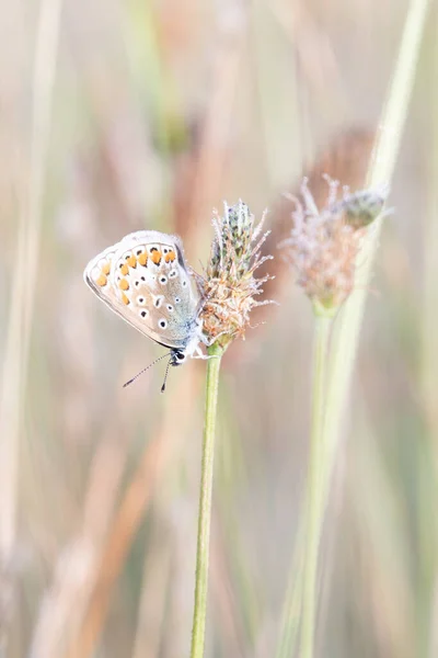 叶上常见的蓝色蝴蝶 多发性斑纹斑蝶 — 图库照片