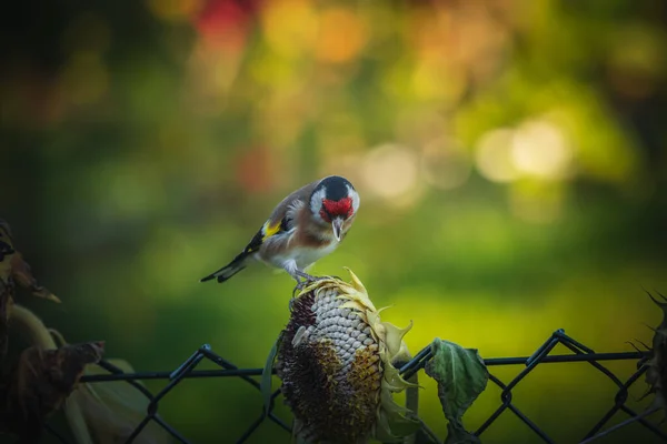 Fotos Goldfinch Goldfinch Jardim Que Forrageia Para Girassóis Retrato Goldfinch — Fotografia de Stock