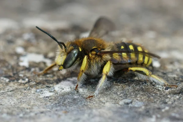 Closeup Colorful Hairy European Woolcarder Bee Anthidium Manicatum Sitting Wings — ストック写真