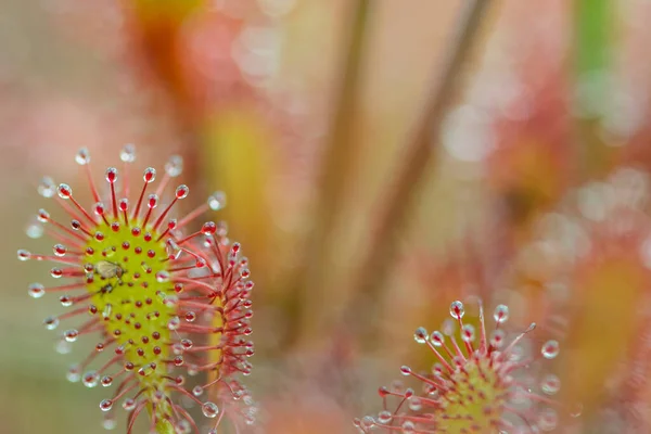Güneş Işığı Çiçeği Yakın Drosera Intermedya — Stok fotoğraf