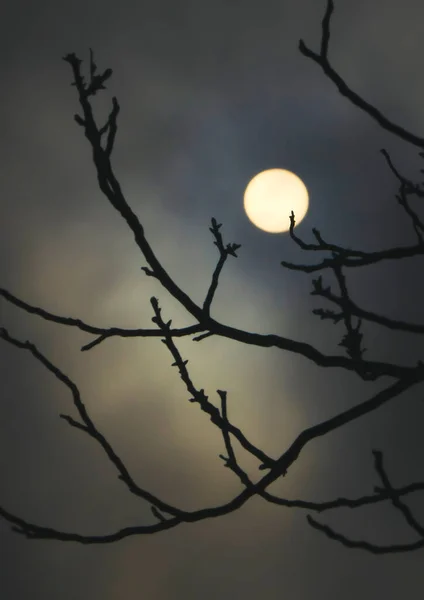 黒い背景をした木のシルエット — ストック写真