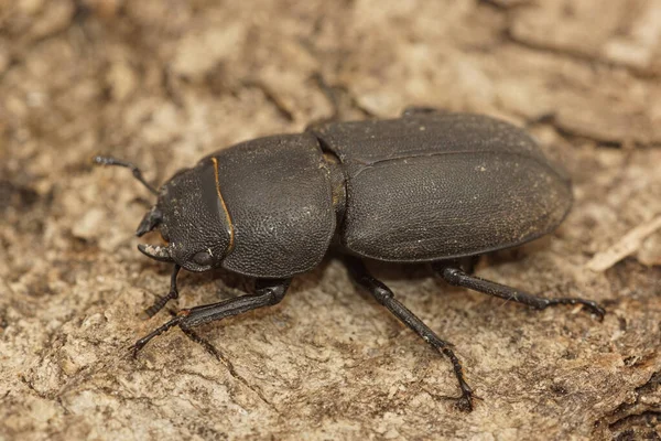 Closeup Lesser Stag Beetle Dorcus Parallelipipedus Gard France Sitting Wood — ストック写真