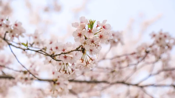 Mooie Roze Sakura Bloemen Het Voorjaar — Stockfoto