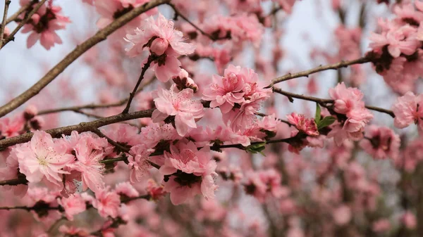 Roze Sakura Bloemen Tuin — Stockfoto
