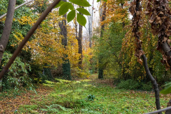 Осенний Лес Парке — стоковое фото