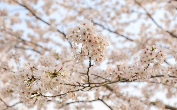 Прекрасні Весняні Квіти Саду — стокове фото