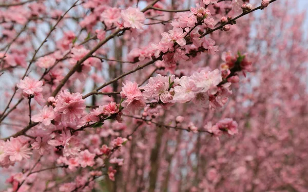 Flor Cereja Primavera — Fotografia de Stock