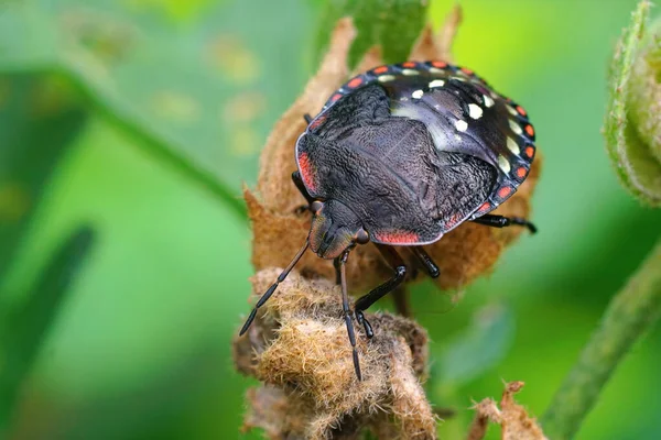 Οριζόντια Closeup Ένα Πολύχρωμο Νύμφη Της Νότιας Πράσινο Shieldbug Nezara — Φωτογραφία Αρχείου