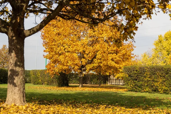 Herbstlandschaft Mit Bäumen Und Blättern — Stockfoto