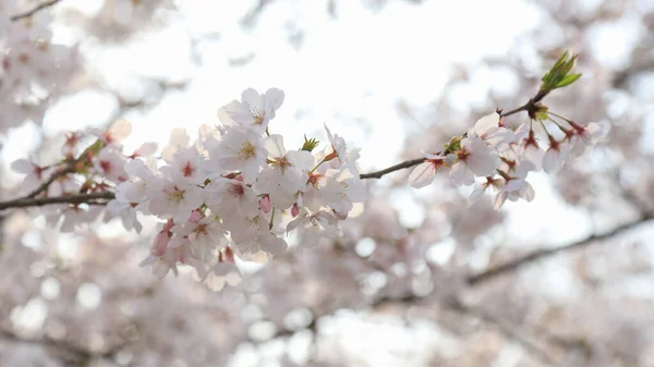 Schöne Frühlingsblumen Auf Dem Baum — Stockfoto