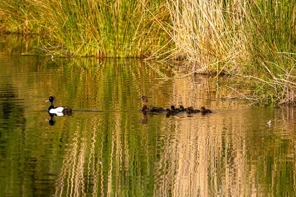 Patos Salvajes Lago — Foto de Stock