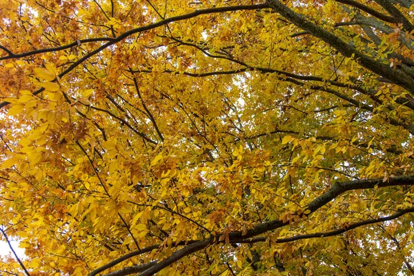 Feuilles Automne Dans Forêt — Photo