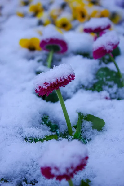 Bellissimi Fiori Nella Neve — Foto Stock