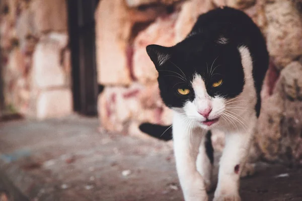 Кошка Улице — стоковое фото