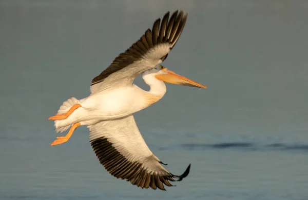 White Pelican Flight — Stock Photo, Image