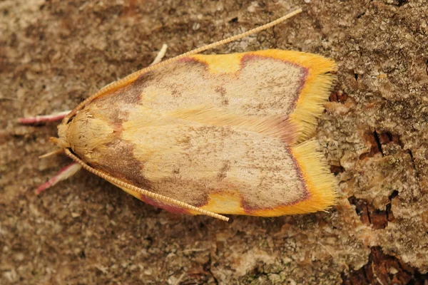 Dorsal Closeup Small Colorfull Oak Lantern Moth Carcina Quercana Sitting — стоковое фото