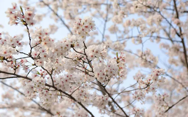 Gyönyörű Rózsaszín Sakura Virágok Tavasszal — Stock Fotó