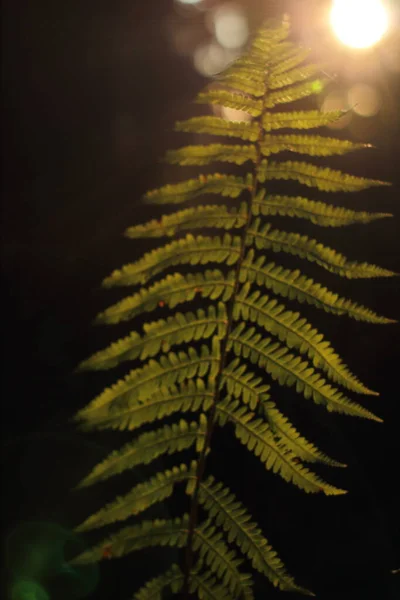 Feuilles Vertes Dans Forêt — Photo