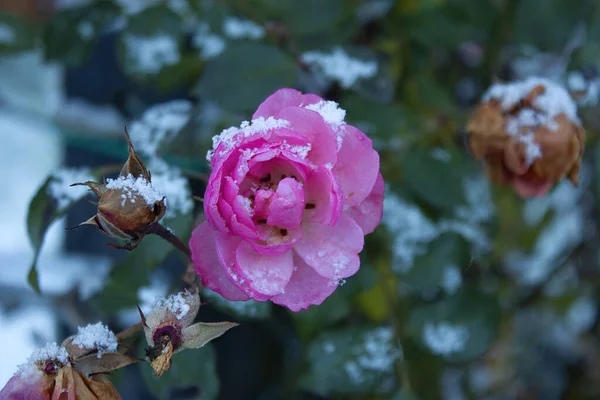 Belle Rose Rose Dans Jardin — Photo