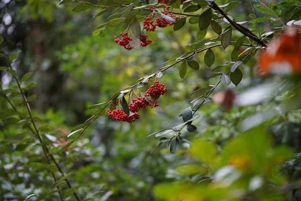 Rote Beeren Des Baumes Wald — Stockfoto