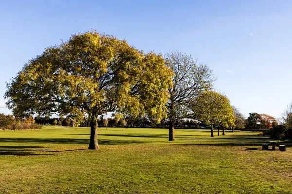Herfst Landschap Met Bomen Groene Bladeren — Stockfoto