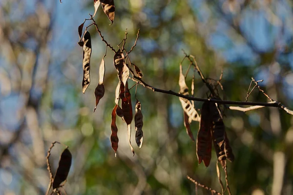Dry Leaves Tree Branch — Stock Photo, Image