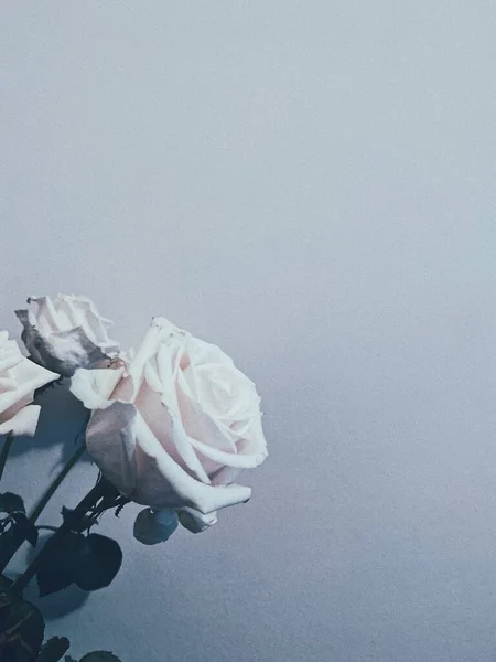 Belas Rosas Brancas Fundo Azul — Fotografia de Stock