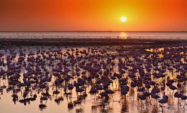 Seagulls Sunset Lake — Stock Photo, Image