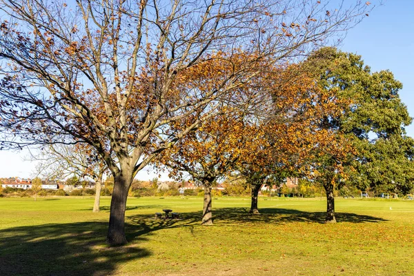 나무와 잎으로 뒤덮인 — 스톡 사진