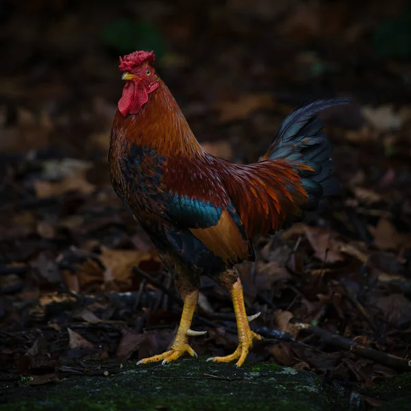 Beautiful Rooster Farm — Stock Photo, Image