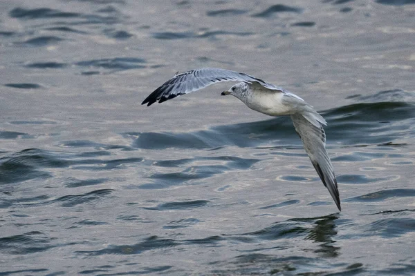 Gaviota Mar — Foto de Stock