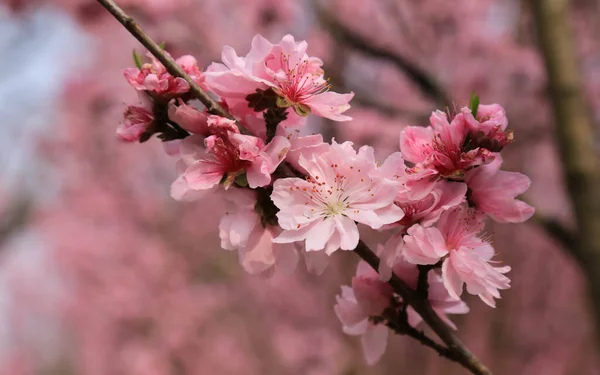 Belas Flores Sakura Rosa Jardim — Fotografia de Stock