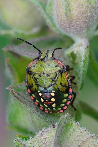 Vertical Closeup Colorful Nymph Southern Green Shieldbug Nezara Virudula Sitting — Stok fotoğraf