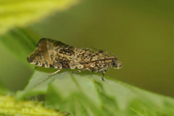 Closeup Small Common Marble Moth Celypha Lacunan Sitting Green Leaf — Stockfoto