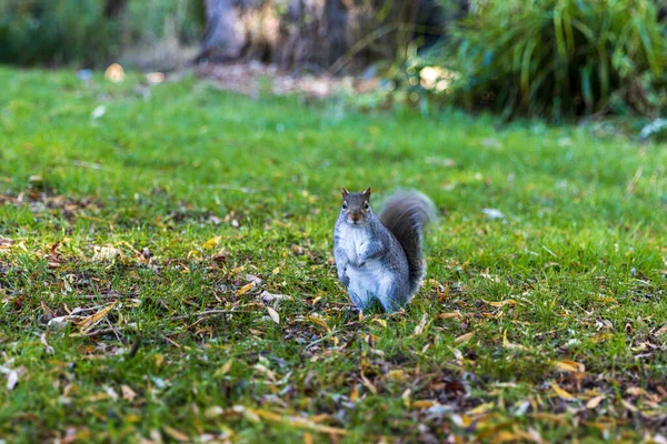 Ein Kleines Eichhörnchen Wald — Stockfoto