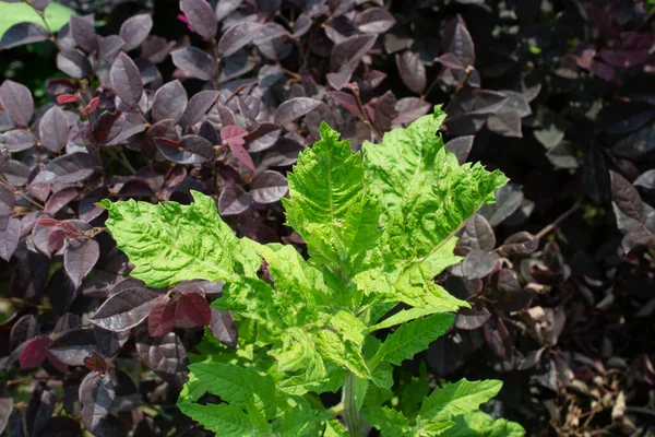 Green Leaves Lettuce Garden — Stock Photo, Image