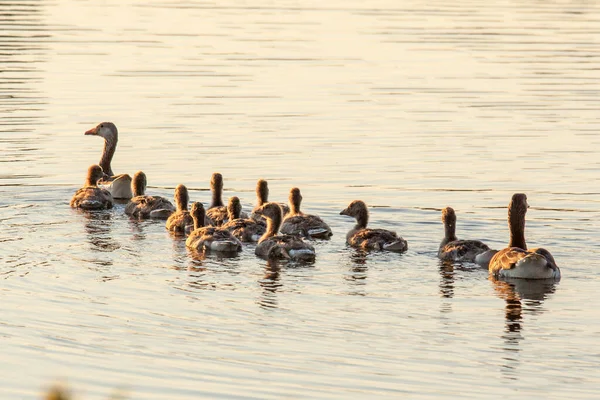 Patos Nadam Lago — Fotografia de Stock