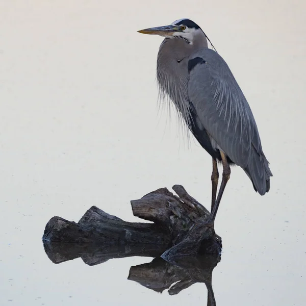 Garça Preta Água — Fotografia de Stock