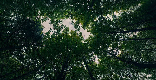 Bella Vista Sulla Foresta Mattino — Foto Stock