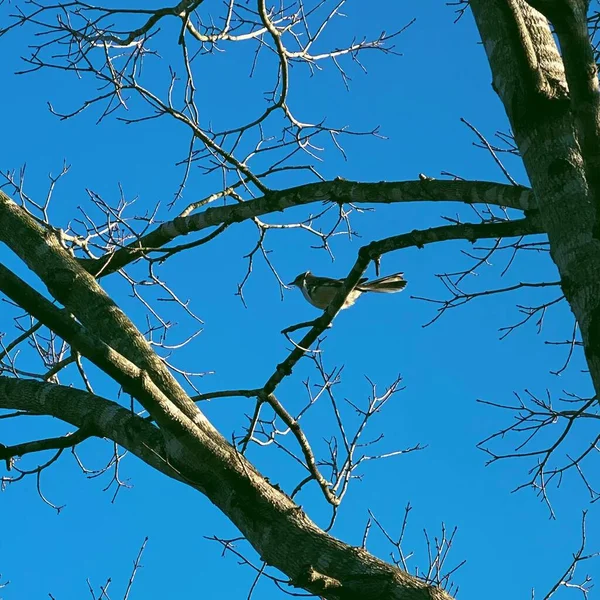 Pássaro Uma Árvore — Fotografia de Stock